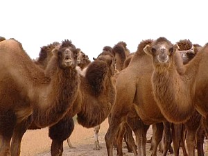 les chameaux partagés